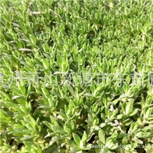 金边/青叶佛甲草-佛指甲-万年草/屋顶绿化地被首选