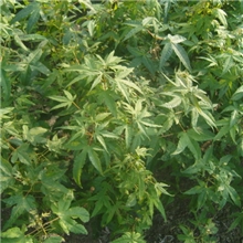 供应鸡爪槭、嫁接红枫小苗,风景树