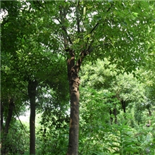 供应香樟,园林绿化，香樟绿化苗木