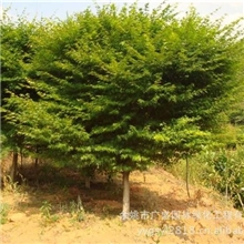 供应绿化苗木&ldquo;鸡爪槭&rdquo;