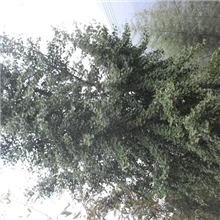 供应大规格银杏，25公分,园林工程苗木