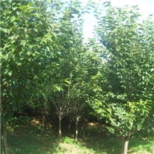 供应园林树木，樱花园林树木，樱花绿化苗木，