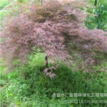 供应园林绿化苗木&ldquo;羽毛枫&rdquo;