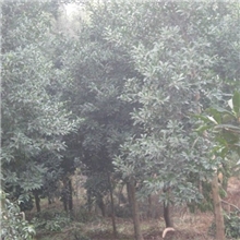 杜英【品种优良价格合理欢迎来电咨询】