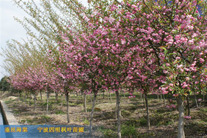 售垂丝海棠垂丝海棠树苗垂丝海棠海棠树海棠花垂枝海棠