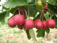 精华果品常年经销山楂，全国各地发货