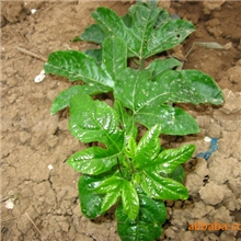 果汁之王&mdash;美国杂交百香果苗含有荔枝、芒果、菠萝等多种果味