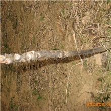 可预防癌症的新型蔬菜：红柚香椿