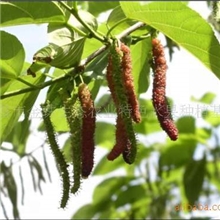 特色果桑苗台湾超级果桑苗