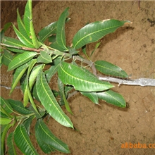 引自泰国的芒果新品种：泰国冬芒（冬天结果的芒果）