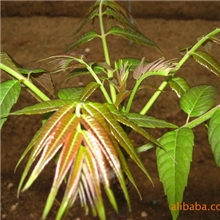 预防癌症特种蔬菜蔬菜