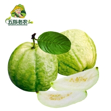 五指老农海南热带水果番石榴优等品