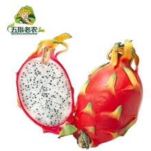五指老农海南热带火龙果精品优质果白心