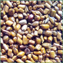 批发中草药材沙滩生散装产地决明子正品保障【旭华购销】