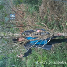 供应四季开花桂花树佛顶珠