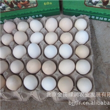 纯自然野生散养柴鸡蛋，果园林下自然放养柴鸡、鸡蛋