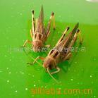 供应蚂蚱蚕蛹2009年北京时尚美食