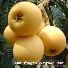 台州丰泰果园供应绿色原生态白沙枇杷