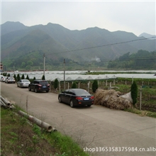 假日好去处丰泰果园摘樱桃