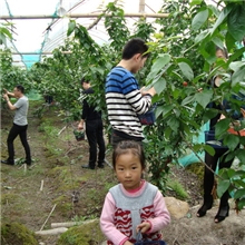 台州丰泰果园樱桃自助采摘