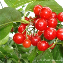 五一小长假，丰泰果园樱桃观光采摘园欢迎你！