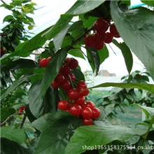 早春第一果丰泰果园樱桃自助采摘