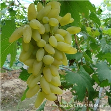 丰泰果园供应香甜可口金手指、玫瑰香葡萄，量大从优。