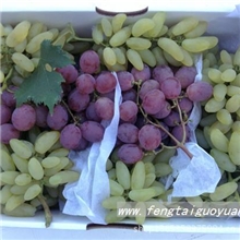 生态果园供应有机无污染优质提子、金手指葡萄