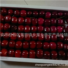 特价出售山东大樱桃2013新货已上市火爆抢购中