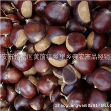 产地直销炒栗专用货到付款泰山油光板栗