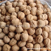 【产地直销】货到付款个大粒满批发泰山薄皮核桃