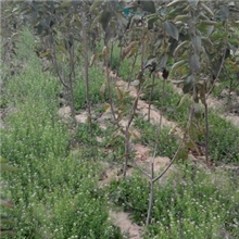 低价出售2-4公分大樱桃苗木美早量大优惠专业苗木场培养