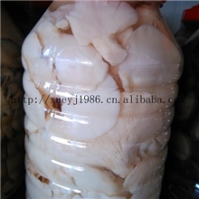 白平菇小白菇白雪公主桶装食用菌清水蘑菇