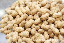 批发供应炒货龙岩花生蒜香味精工制作独特配方