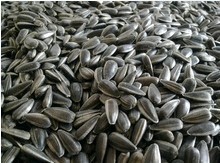 批发供应炒货世家兄弟牌奶油葵瓜子香脆可口品质纯正