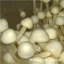金针菇-看着漂亮，吃着爽口