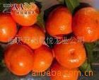 红；甜的大红袍柑桔；供应；代收