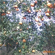 供应万州红果红桔