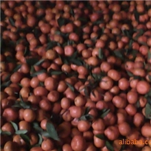 红甜化渣爽口的万州古红桔