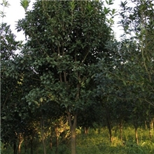 各种规格大小的桂花