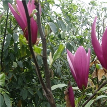 各种规格的紫玉兰