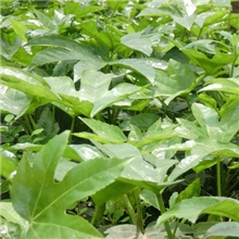 各种规格的八角金盘