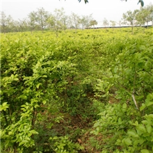 销售各种规格的金叶女贞