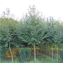 各种规格的白玉兰