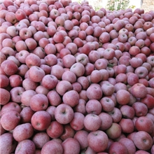 【出口】供应红秦冠