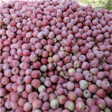 苹果滞销，请各大加工厂奉献爱心