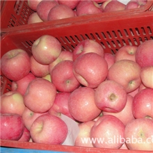 纸袋富士大量上市