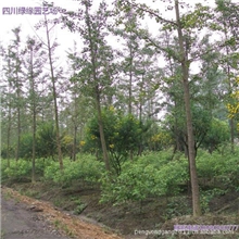 绿化苗木大量批发供应精品香樟树苗