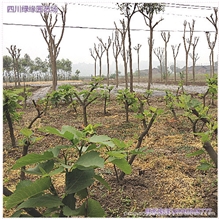 供应无花果树叶无花果叶子