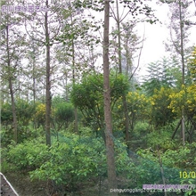 绿缘园艺场大量批发供应精品黄花槐树苗